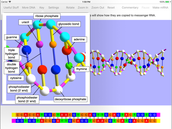 OnScreen Gene Transcription Screenshots