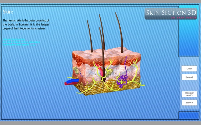 Skin Section 3D(圖5)-速報App