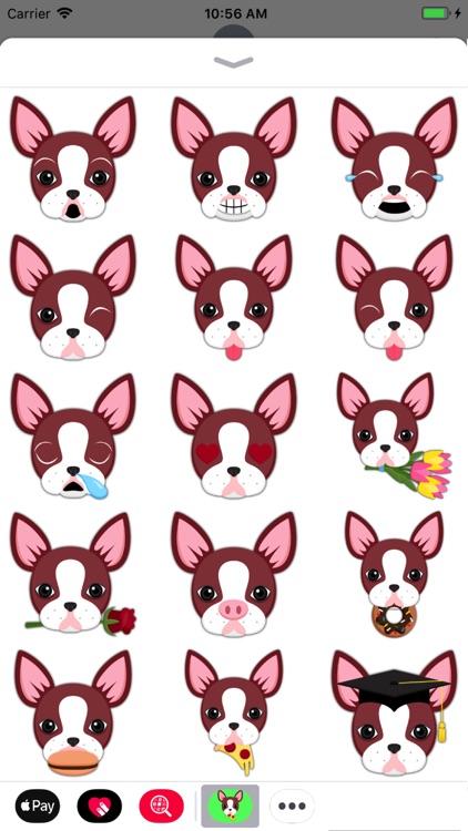 Animated Red Boston Terrier