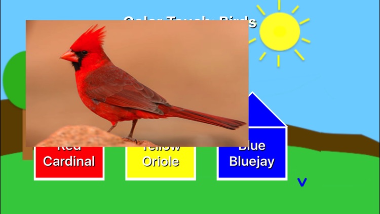 Color Touch: Birds