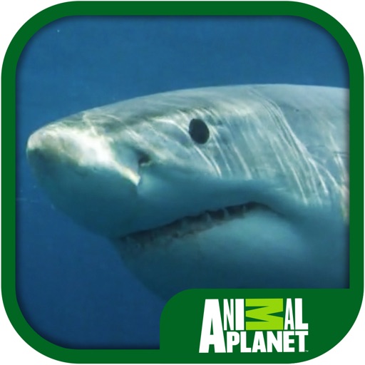 Animal Planet: Sharks iOS App