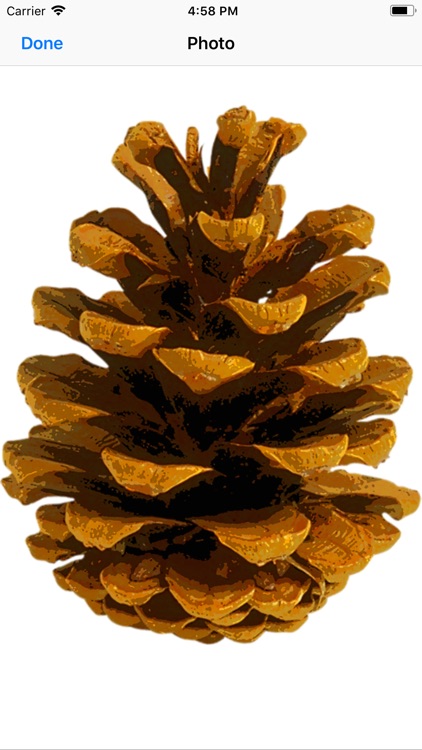Pine Cone Stickers