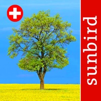 Baum Id Schweiz - Naturführer PC 용