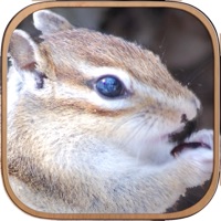 Squirrel Healing Life PC 용