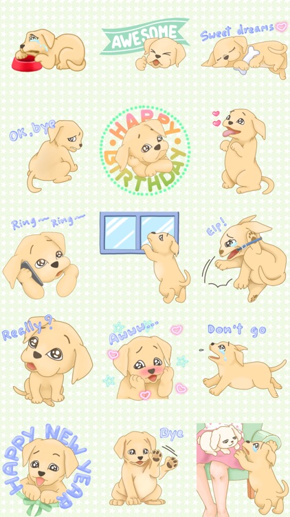 Pip the Labrador Pup