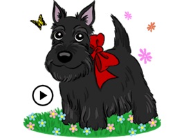 Cute and Brave, Scottish Terrier Full of love