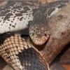 pituophis-pinesnakes.at