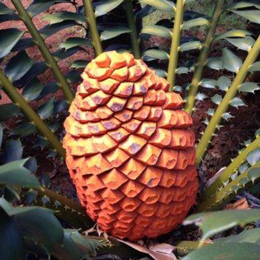 IDentifyIt Cycads