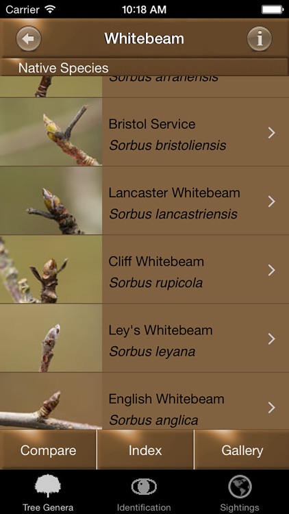 Winter Tree Id - British Isles