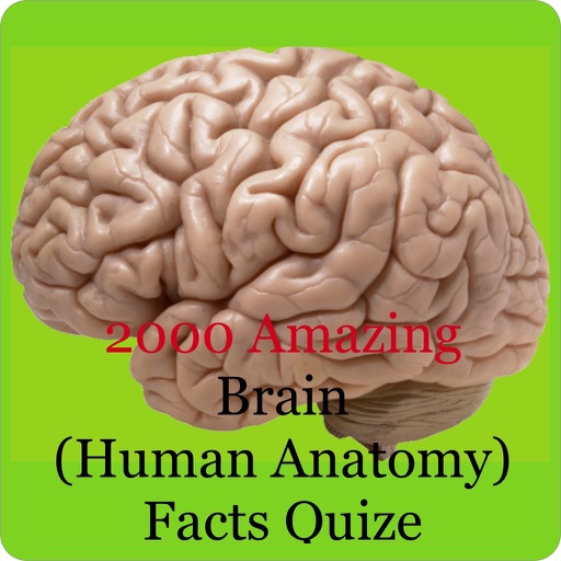 Human Brain Facts & Quiz 2000 Icon
