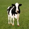 The best cow sounds, remastered for maximum quality and normalised volume
