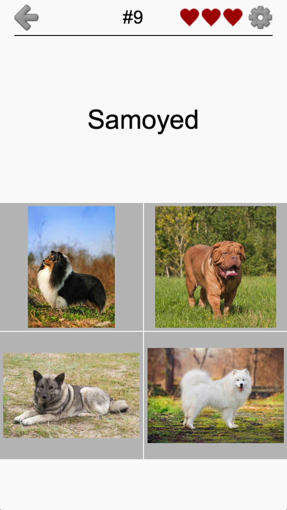 Dogs Quiz: Photos of Cute Pets hack tool