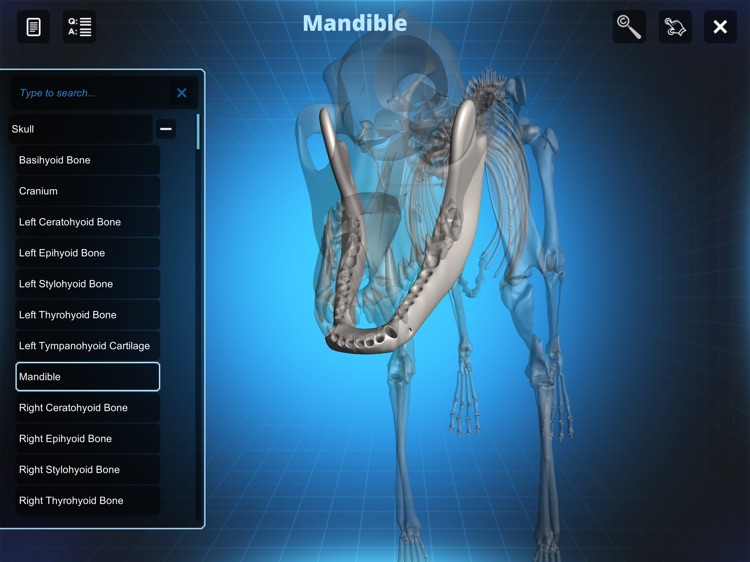 Bone Viewer - Dog Skeleton