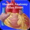 The Human Heart Anatomy (Human Anatomy Encyclopedia) application is a simple educational quick reference app that