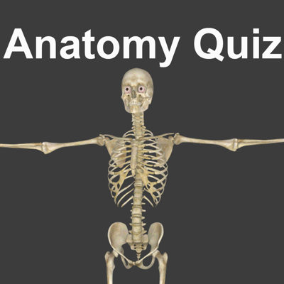 Anatomy Quizzes