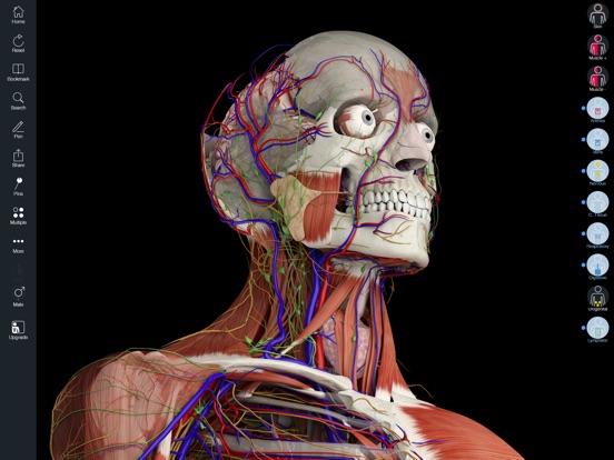 A valuable 3-D anatomical model at your fingertips.