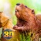 Search for food, build huts over rivers, battle other herbivores, fight against predators and gather other beavers in your pack with Beaver Simulator 3D