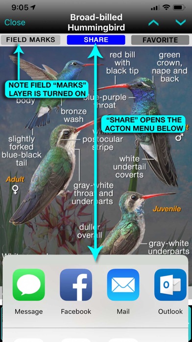 iBird Pro Guide to Birds Screenshot