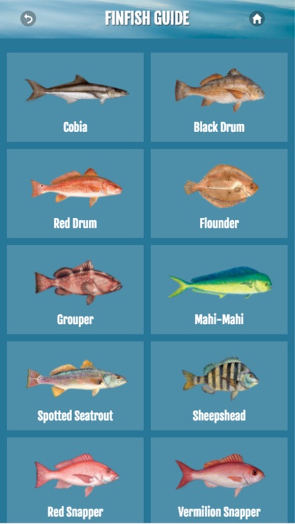 Audubon Gulf Seafood Guide v2