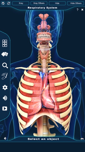 My Respiratory System Anatomy(圖2)-速報App