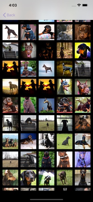 Dog Breeds - for dog lovers -(圖4)-速報App