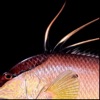 FishySkins - Fish Wallpaper