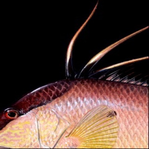 FishySkins - Fish Wallpaper