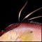 FishySkins is an aggregation of fish images