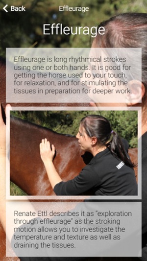 Equestricare Horse Massage