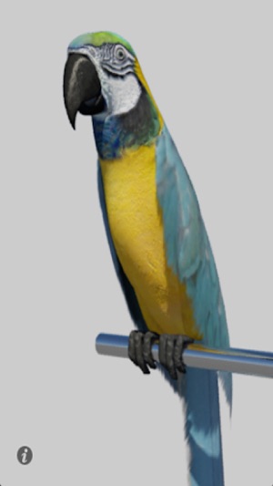 Talking Parrot