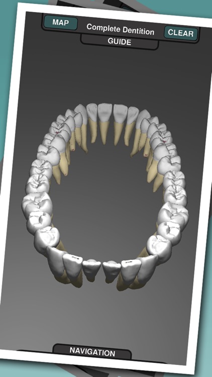 Real Tooth Morphology