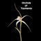 With over 450 detailed photographs, Orchids of Tasmania describes 208 of approximately 220 orchid species native to Tasmania, Australia, including 67 species endemic to that state