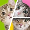 Cat Puzzles - Drag & Swap