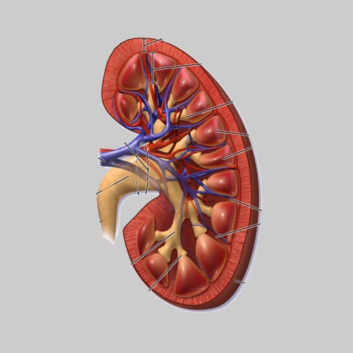 Creatinine 2018 (AIMapps)