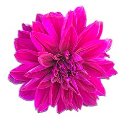 Dahlia Emoji