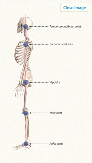 3D Yoga Anatomy Lite(圖5)-速報App