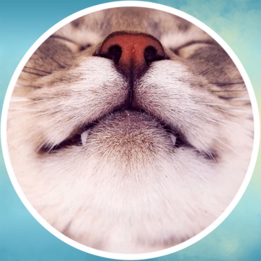 Cat Tenderness! Stickers Icon