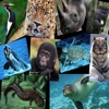 Guess Animals