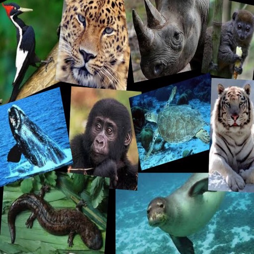 Guess Animals