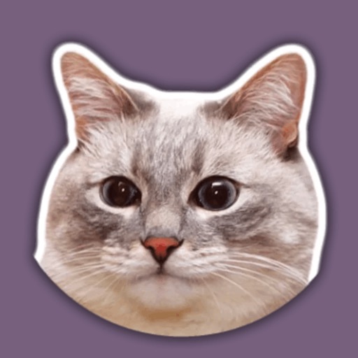 The hummy cat icon