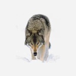 White Fang - sync narration note quiz