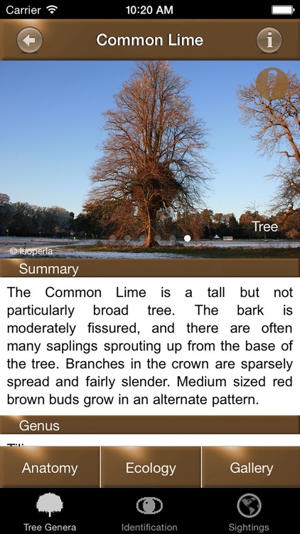 Winter Tree Id - British Isles