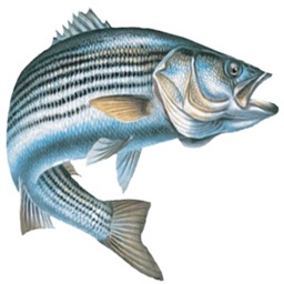 Chesapeake Bay Sport Fishing