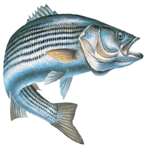 Chesapeake Bay Sport Fishing