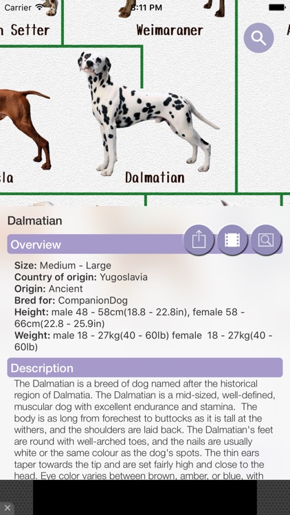 Dog Breeds - for dog lovers -
