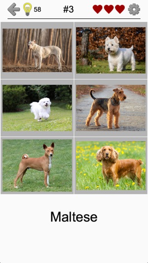 Dogs Quiz: Photos of Cute Pets(圖4)-速報App