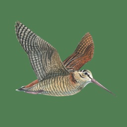 Hunting Decoys Apple Watch App