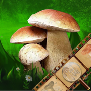 Mushroom Identification &Guide