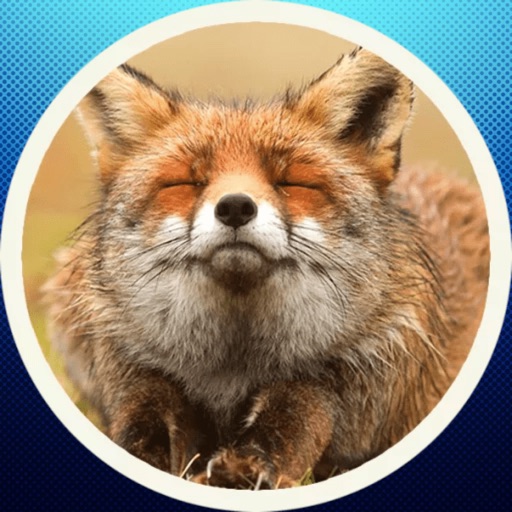 Funny Fox! Stickers Icon