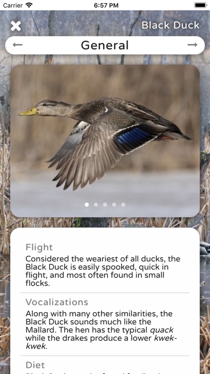 Duck ID App